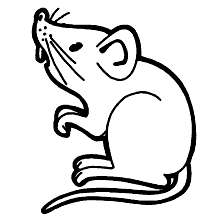 ratinho para colorir roedor
