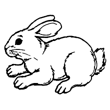 coelho para colorir realista