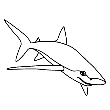 tubaroes para colorir lixa