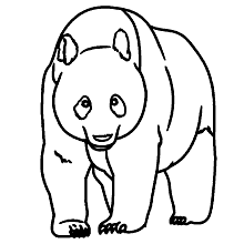 panda para colorir realista