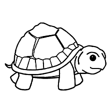 tartaruga para colorir adulta